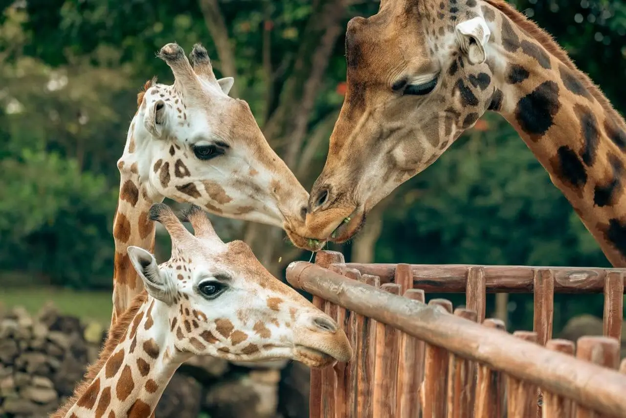 girafa com seus filhotes os gigantes da savana africana