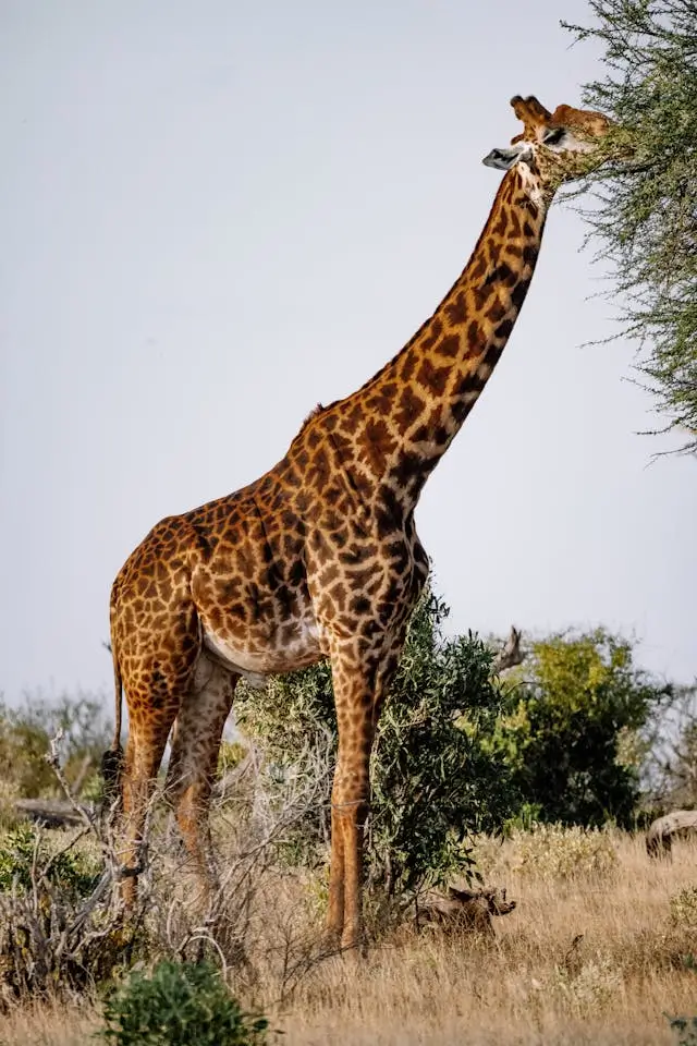 girafa majestosa os gigantes da savana africana