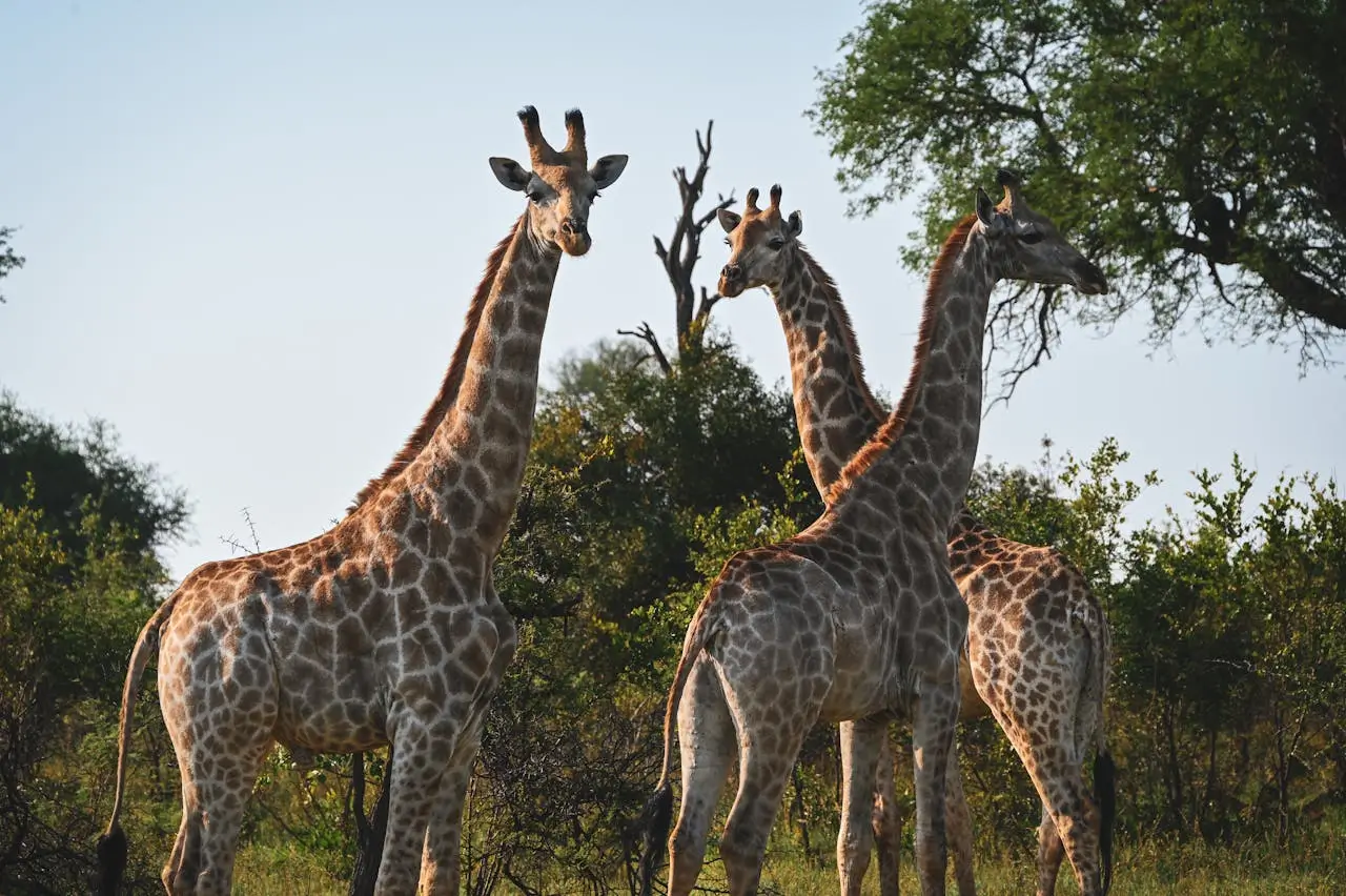 girafas no convivio social os gigantes da savana africana