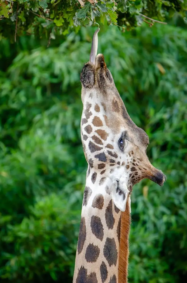 língua da girafa os gigantes da savana africana