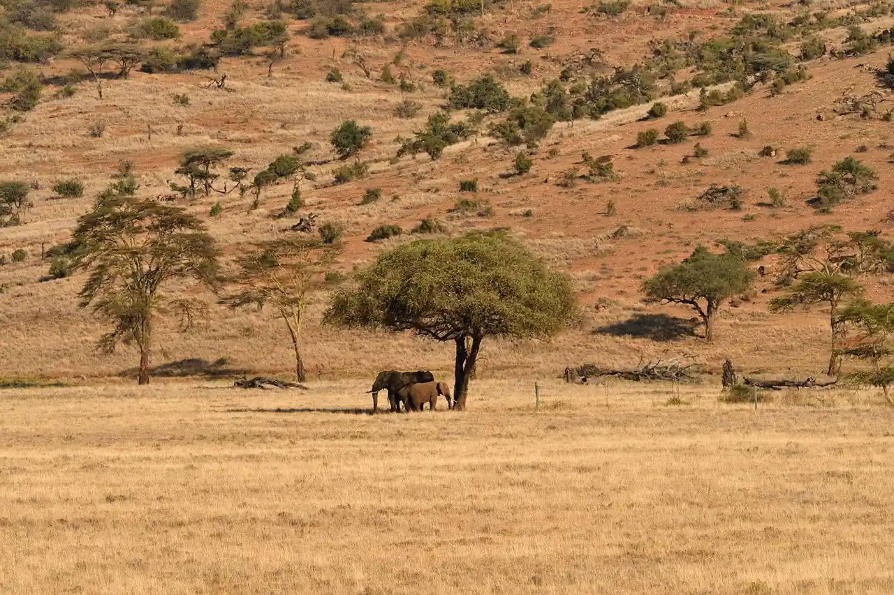 os gigantes da savana africana 1 savana africana