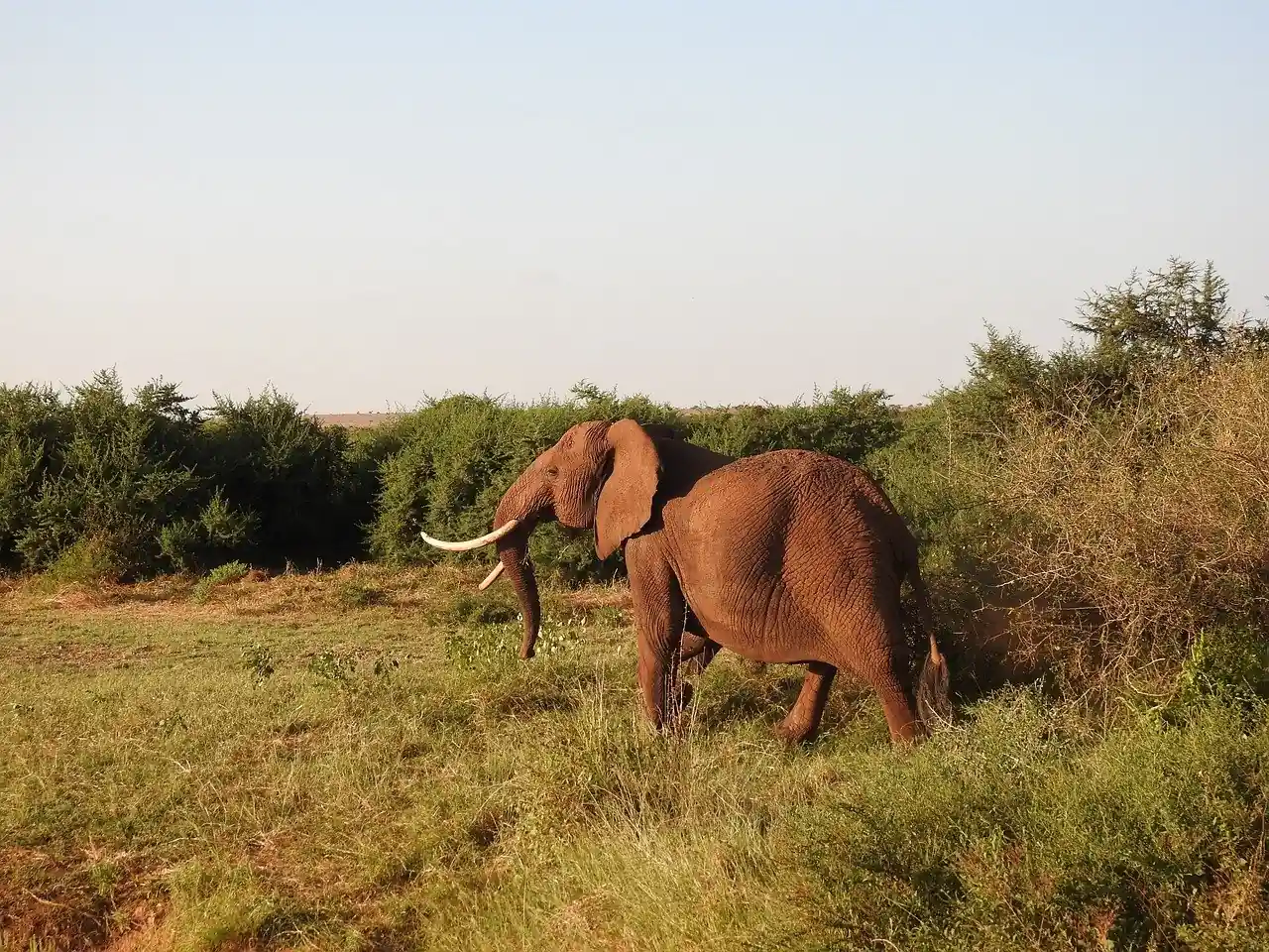 os gigantes da savana africana 3 elefante abanando as orelhas