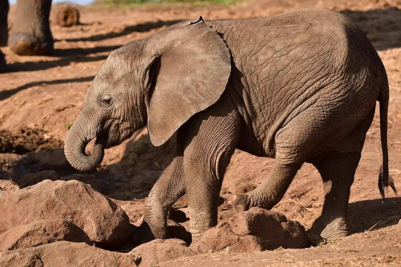 Os gigantes da savana africana 6 - Patas do elefante