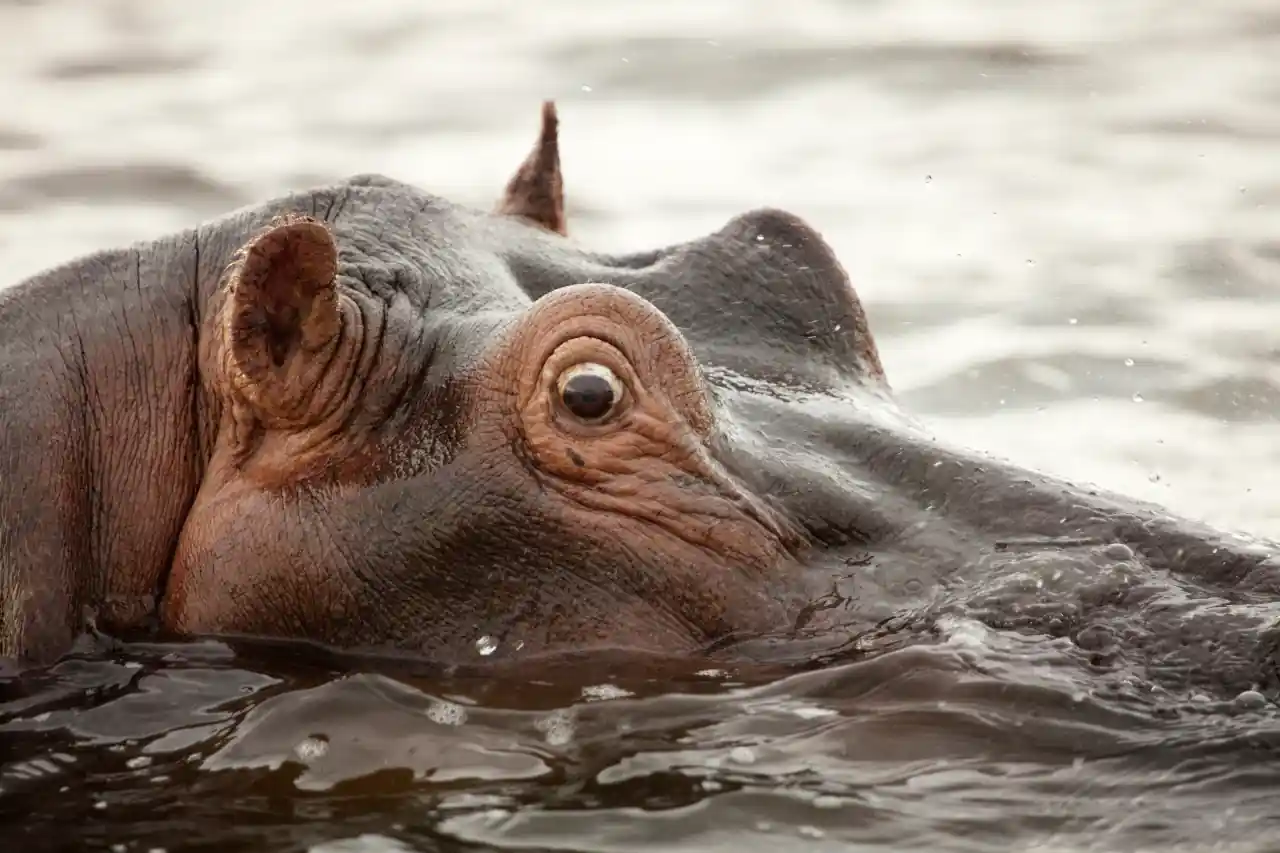 Os Gigantes da Savana Africana - Hipopótamo na água com a cabeça para fora
