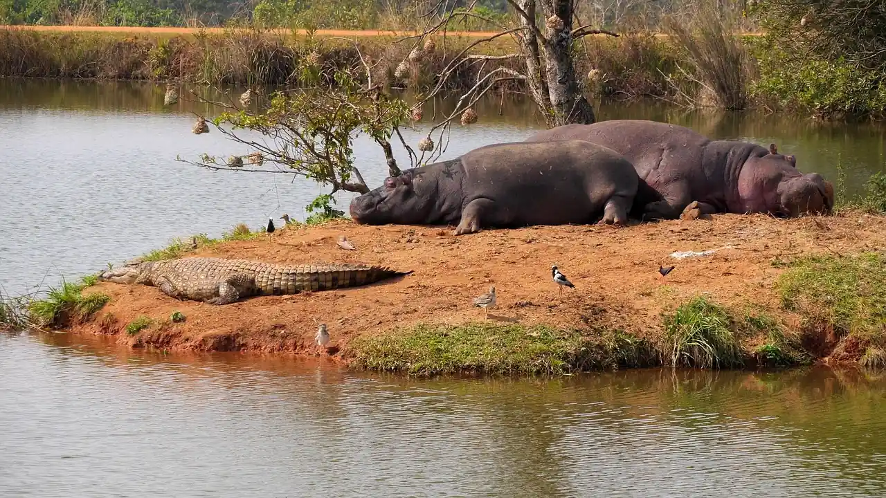 os gigantes da savana africana santuário de hipopótamos