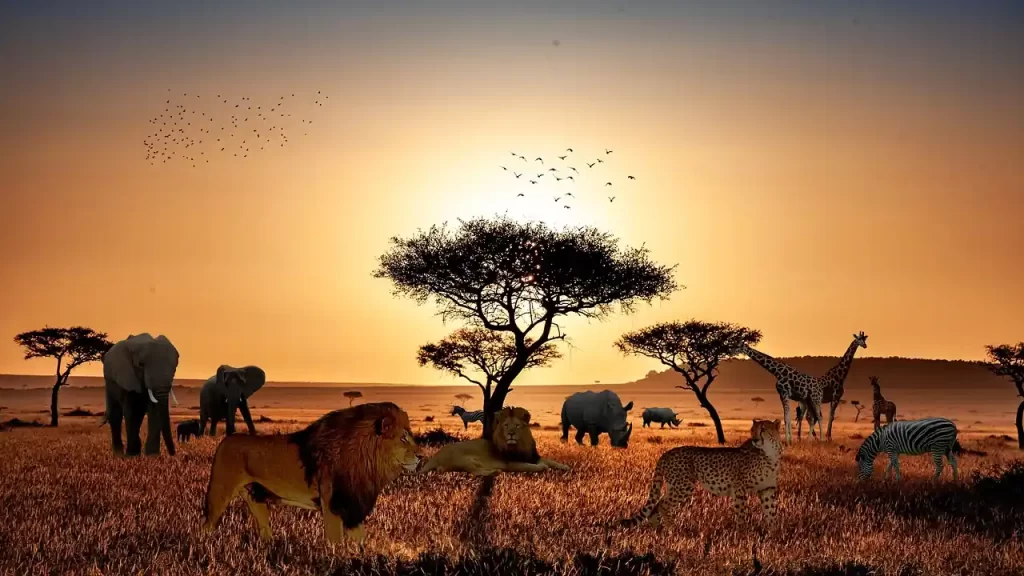 Os Gigantes da Savana Africana Savana Capa