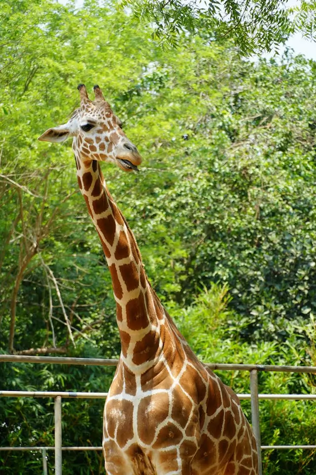 visão ampla da girafa os gigantes da savana africana